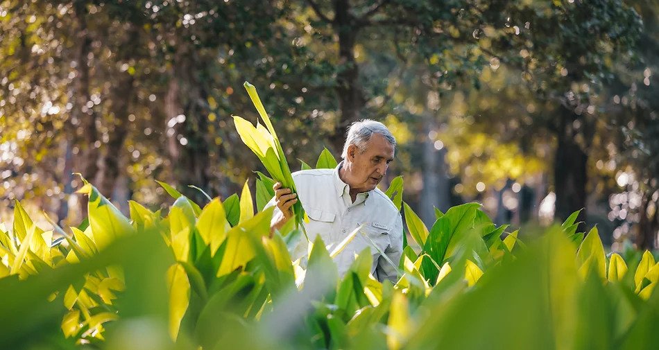 Ed Tumeric harvesting from his farm