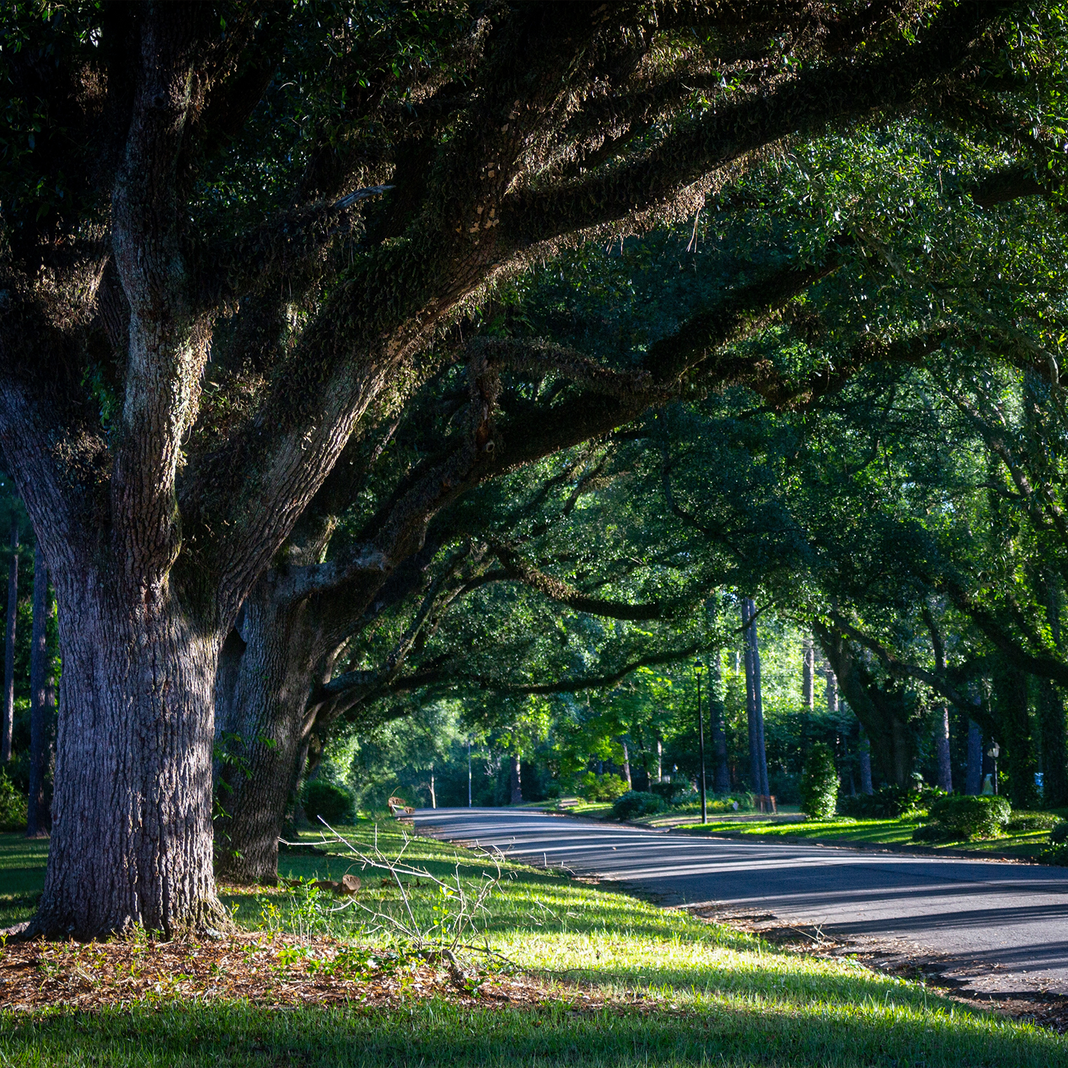 Photo of Albany oak-lined street