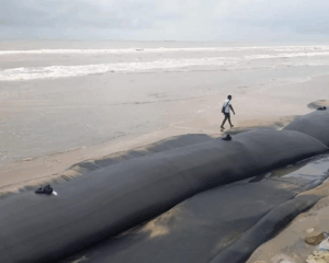 Another view of Flint Technical Geosolutions’s geotextile tubes used for coastal protection in Nigeria.